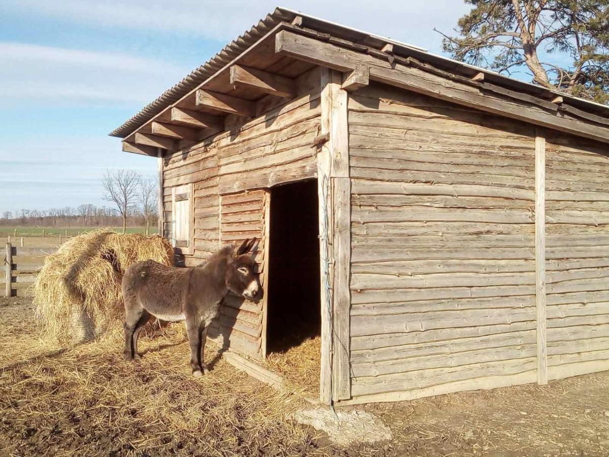 Apartma Max Moravske Toplice Exterior foto